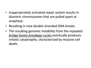 • Inappropriately activated repair system results in
dicentric chromosomes that are pulled apart at
anaphase.
• Resulting in new double-stranded DNA breaks.
• The resulting genomic instability from the repeated
bridge-fusion-breakage cycles eventually produces
mitotic catastrophe, characterized by massive cell
death.
 