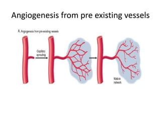 Angiogenesis from pre existing vessels
 