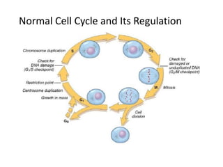 Normal Cell Cycle and Its Regulation
 
