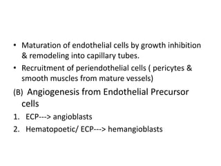 • Maturation of endothelial cells by growth inhibition
& remodeling into capillary tubes.
• Recruitment of periendothelial cells ( pericytes &
smooth muscles from mature vessels)
(B) Angiogenesis from Endothelial Precursor
cells
1. ECP---> angioblasts
2. Hematopoetic/ ECP---> hemangioblasts
 