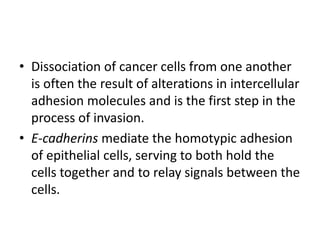 • Dissociation of cancer cells from one another
is often the result of alterations in intercellular
adhesion molecules and is the first step in the
process of invasion.
• E-cadherins mediate the homotypic adhesion
of epithelial cells, serving to both hold the
cells together and to relay signals between the
cells.
 