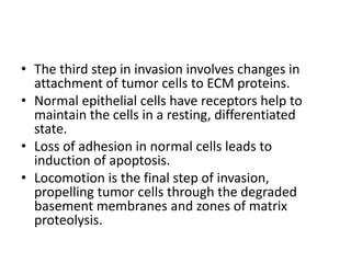 • The third step in invasion involves changes in
attachment of tumor cells to ECM proteins.
• Normal epithelial cells have receptors help to
maintain the cells in a resting, differentiated
state.
• Loss of adhesion in normal cells leads to
induction of apoptosis.
• Locomotion is the final step of invasion,
propelling tumor cells through the degraded
basement membranes and zones of matrix
proteolysis.
 