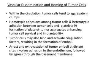Vascular Dissemination and Homing of Tumor Cells
• Within the circulation, tumor cells tend to aggregate in
clumps.
• Homotypic adhesions among tumor cells & heterotypic
adhesion between tumor cells and platelets l/t
formation of platelet-tumor aggregates enhancing
tumor cell survival and implantability.
• Tumor cells may also bind and activate coagulation
factors, resulting in the formation of emboli.
• Arrest and extravasation of tumor emboli at distant
sites involves adhesion to the endothelium, followed
by egress through the basement membrane.
 