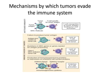 Mechanisms by which tumors evade
the immune system
 
