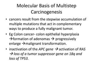 Molecular Basis of Multistep
Carcinogenesis
• cancers result from the stepwise accumulation of
multiple mutations that act in complementary
ways to produce a fully malignant tumor.
• Eg Colon cancer- colon epithelial hyperplasia
formation of adenomas  progressively
enlarge malignant transformation.
• inactivation of the APC gene  activation of RAS
 loss of a tumor suppressor gene on 18q and
loss of TP53.
 