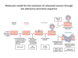 Molecular model for the evolution of colorectal cancers through
the adenoma-carcinoma sequence
 