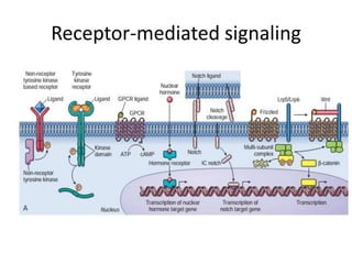 Receptor-mediated signaling
 