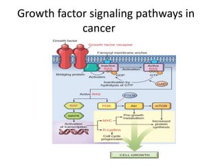 Growth factor signaling pathways in
cancer
 