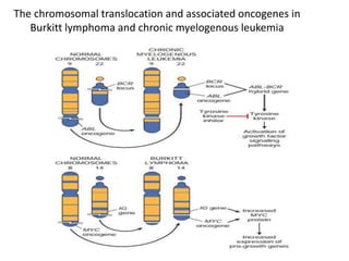 The chromosomal translocation and associated oncogenes in
Burkitt lymphoma and chronic myelogenous leukemia
 