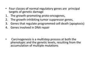 • Four classes of normal regulatory genes are principal
targets of genetic damage
1. The growth-promoting proto-oncogenes,
2. The growth-inhibiting tumor suppressor genes,
3. Genes that regulate programmed cell death (apoptosis)
4. Genes involved in DNA repair
• Carcinogenesis is a multistep process at both the
phenotypic and the genetic levels, resulting from the
accumulation of multiple mutations
 