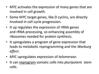 • MYC activates the expression of many genes that are
involved in cell growth.
• Some MYC target genes, like D cyclins, are directly
Involved in cell cycle progression.
• It up regulates the expression of rRNA genes
and rRNA processing, so enhancing assembly of
ribosomes needed for protein synthesis.
• It upregulates a program of gene expression that
leads to metabolic reprogramming and the Warburg
effect.
• MYC upregulates expression of telomerase.
• It can reprogram somatic cells into pluripotent stem
cells.
 