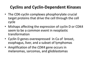 Cyclins and Cyclin-Dependent Kinases
• The CDK-cyclin complexes phosphorylate crucial
target proteins that drive the cell through the cell
cycle
• Mishaps affecting the expression of cyclin D or CDK4
seem to be a common event in neoplastic
transformation
• Cyclin D genes overexpressed in Ca of breast,
esophagus, liver, and a subset of lymphomas
• Amplification of the CDK4 gene occurs in
melanomas, sarcomas, and glioblastomas
 