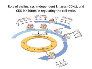 Role of cyclins, cyclin-dependent kinases (CDKs), and
CDK inhibitors in regulating the cell cycle.
 