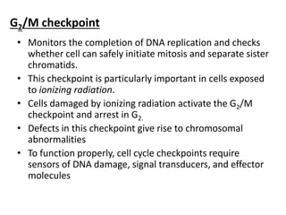 G2/M checkpoint
• Monitors the completion of DNA replication and checks
whether cell can safely initiate mitosis and separate sister
chromatids.
• This checkpoint is particularly important in cells exposed
to ionizing radiation.
• Cells damaged by ionizing radiation activate the G2/M
checkpoint and arrest in G2.
• Defects in this checkpoint give rise to chromosomal
abnormalities
• To function properly, cell cycle checkpoints require
sensors of DNA damage, signal transducers, and effector
molecules
 