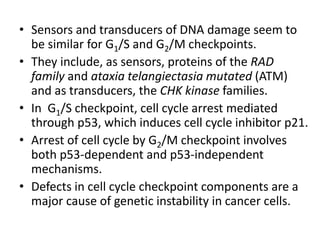 • Sensors and transducers of DNA damage seem to
be similar for G1/S and G2/M checkpoints.
• They include, as sensors, proteins of the RAD
family and ataxia telangiectasia mutated (ATM)
and as transducers, the CHK kinase families.
• In G1/S checkpoint, cell cycle arrest mediated
through p53, which induces cell cycle inhibitor p21.
• Arrest of cell cycle by G2/M checkpoint involves
both p53-dependent and p53-independent
mechanisms.
• Defects in cell cycle checkpoint components are a
major cause of genetic instability in cancer cells.
 