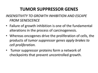 TUMOR SUPPRESSOR GENES
INSENSITIVITY TO GROWTH INHIBITION AND ESCAPE
FROM SENESCENCE
• Failure of growth inhibition is one of the fundamental
alterations in the process of carcinogenesis.
• Whereas oncogenes drive the proliferation of cells, the
products of tumor suppressor genes apply brakes to
cell proliferation.
• Tumor suppressor proteins form a network of
checkpoints that prevent uncontrolled growth.
 