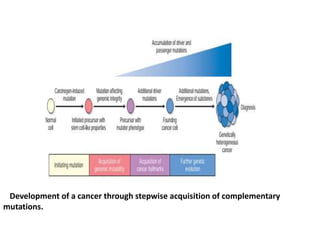 Development of a cancer through stepwise acquisition of complementary
mutations.
 