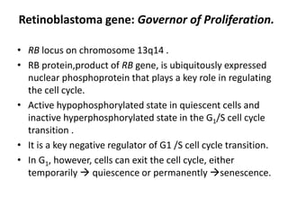 Retinoblastoma gene: Governor of Proliferation.
• RB locus on chromosome 13q14 .
• RB protein,product of RB gene, is ubiquitously expressed
nuclear phosphoprotein that plays a key role in regulating
the cell cycle.
• Active hypophosphorylated state in quiescent cells and
inactive hyperphosphorylated state in the G1/S cell cycle
transition .
• It is a key negative regulator of G1 /S cell cycle transition.
• In G1, however, cells can exit the cell cycle, either
temporarily  quiescence or permanently senescence.
 