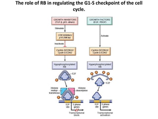 The role of RB in regulating the G1-S checkpoint of the cell
cycle.
 
