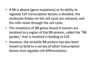 • If RB is absent (gene mutations) or its ability to
regulate E2F transcription factors is derailed, the
molecular brakes on the cell cycle are released, and
the cells move through the cell cycle.
• The mutations of RB genes found in tumors are
localized to a region of the RB protein, called the “RB
pocket,” that is involved in binding to E2F.
• However, the versatile RB protein has also been
shown to bind to a variety of other transcription
factors that regulate cell differentiation .
 
