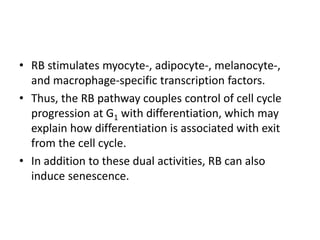 • RB stimulates myocyte-, adipocyte-, melanocyte-,
and macrophage-specific transcription factors.
• Thus, the RB pathway couples control of cell cycle
progression at G1 with differentiation, which may
explain how differentiation is associated with exit
from the cell cycle.
• In addition to these dual activities, RB can also
induce senescence.
 