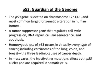 p53: Guardian of the Genome
• The p53 gene is located on chromosome 17p13.1, and
most common target for genetic alteration in human
tumors.
• A tumor suppressor gene that regulates cell cycle
progression, DNA repair, cellular senescence, and
apoptosis.
• Homozygous loss of p53 occurs in virtually every type of
cancer, including carcinomas of the lung, colon, and
breast—the three leading causes of cancer death.
• In most cases, the inactivating mutations affect both p53
alleles and are acquired in somatic cells.
 
