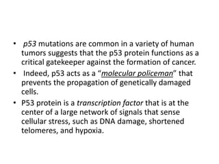 • p53 mutations are common in a variety of human
tumors suggests that the p53 protein functions as a
critical gatekeeper against the formation of cancer.
• Indeed, p53 acts as a “molecular policeman” that
prevents the propagation of genetically damaged
cells.
• P53 protein is a transcription factor that is at the
center of a large network of signals that sense
cellular stress, such as DNA damage, shortened
telomeres, and hypoxia.
 