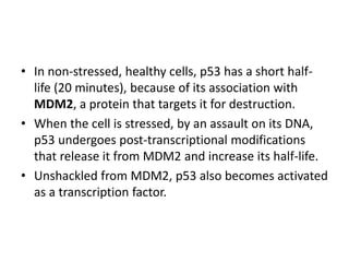 • In non-stressed, healthy cells, p53 has a short half-
life (20 minutes), because of its association with
MDM2, a protein that targets it for destruction.
• When the cell is stressed, by an assault on its DNA,
p53 undergoes post-transcriptional modifications
that release it from MDM2 and increase its half-life.
• Unshackled from MDM2, p53 also becomes activated
as a transcription factor.
 