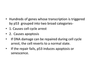 • Hundreds of genes whose transcription is triggered
by p53 grouped into two broad categories-
• 1. Causes cell cycle arrest
• 2. Causes apoptosis
• If DNA damage can be repaired during cell cycle
arrest, the cell reverts to a normal state.
• If the repair fails, p53 induces apoptosis or
senescence.
 