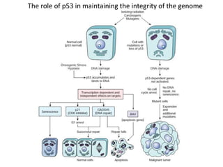 The role of p53 in maintaining the integrity of the genome
 
