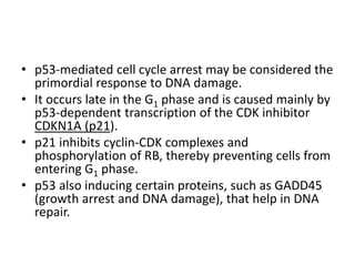 • p53-mediated cell cycle arrest may be considered the
primordial response to DNA damage.
• It occurs late in the G1 phase and is caused mainly by
p53-dependent transcription of the CDK inhibitor
CDKN1A (p21).
• p21 inhibits cyclin-CDK complexes and
phosphorylation of RB, thereby preventing cells from
entering G1 phase.
• p53 also inducing certain proteins, such as GADD45
(growth arrest and DNA damage), that help in DNA
repair.
 