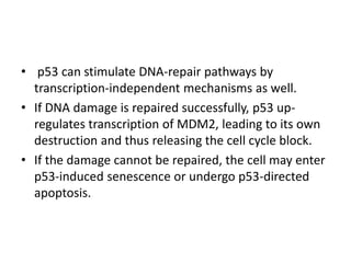 • p53 can stimulate DNA-repair pathways by
transcription-independent mechanisms as well.
• If DNA damage is repaired successfully, p53 up-
regulates transcription of MDM2, leading to its own
destruction and thus releasing the cell cycle block.
• If the damage cannot be repaired, the cell may enter
p53-induced senescence or undergo p53-directed
apoptosis.
 