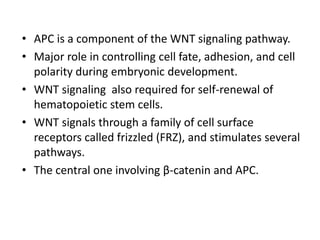 • APC is a component of the WNT signaling pathway.
• Major role in controlling cell fate, adhesion, and cell
polarity during embryonic development.
• WNT signaling also required for self-renewal of
hematopoietic stem cells.
• WNT signals through a family of cell surface
receptors called frizzled (FRZ), and stimulates several
pathways.
• The central one involving β-catenin and APC.
 
