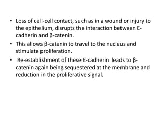 • Loss of cell-cell contact, such as in a wound or injury to
the epithelium, disrupts the interaction between E-
cadherin and β-catenin.
• This allows β-catenin to travel to the nucleus and
stimulate proliferation.
• Re-establishment of these E-cadherin leads to β-
catenin again being sequestered at the membrane and
reduction in the proliferative signal.
 