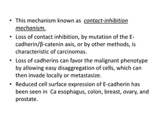 • This mechanism known as contact-inhibition
mechanism.
• Loss of contact inhibition, by mutation of the E-
cadherin/β-catenin axis, or by other methods, is
characteristic of carcinomas.
• Loss of cadherins can favor the malignant phenotype
by allowing easy disaggregation of cells, which can
then invade locally or metastasize.
• Reduced cell surface expression of E-cadherin has
been seen in Ca esophagus, colon, breast, ovary, and
prostate.
 
