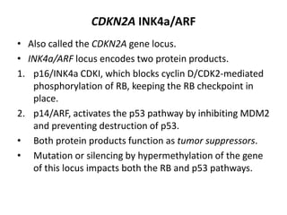 CDKN2A INK4a/ARF
• Also called the CDKN2A gene locus.
• INK4a/ARF locus encodes two protein products.
1. p16/INK4a CDKI, which blocks cyclin D/CDK2-mediated
phosphorylation of RB, keeping the RB checkpoint in
place.
2. p14/ARF, activates the p53 pathway by inhibiting MDM2
and preventing destruction of p53.
• Both protein products function as tumor suppressors.
• Mutation or silencing by hypermethylation of the gene
of this locus impacts both the RB and p53 pathways.
 