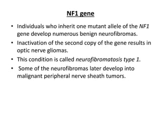 NF1 gene
• Individuals who inherit one mutant allele of the NF1
gene develop numerous benign neurofibromas.
• Inactivation of the second copy of the gene results in
optic nerve gliomas.
• This condition is called neurofibromatosis type 1.
• Some of the neurofibromas later develop into
malignant peripheral nerve sheath tumors.
 