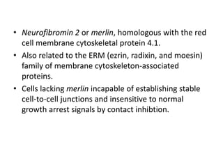 • Neurofibromin 2 or merlin, homologous with the red
cell membrane cytoskeletal protein 4.1.
• Also related to the ERM (ezrin, radixin, and moesin)
family of membrane cytoskeleton-associated
proteins.
• Cells lacking merlin incapable of establishing stable
cell-to-cell junctions and insensitive to normal
growth arrest signals by contact inhibtion.
 