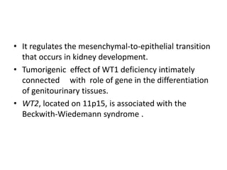 • It regulates the mesenchymal-to-epithelial transition
that occurs in kidney development.
• Tumorigenic effect of WT1 deficiency intimately
connected with role of gene in the differentiation
of genitourinary tissues.
• WT2, located on 11p15, is associated with the
Beckwith-Wiedemann syndrome .
 
