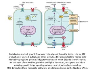 Metabolism and cell growth Quiescent cells rely mainly on the Krebs cycle for ATP
production; if starved, autophagy. When stimulated by growth factors, normal cells
markedly upregulate glucose and glutamine uptake, which provide carbon sources
for synthesis of nucleotides, proteins, and lipids. In cancers, oncogenic mutations
involving growth factor signaling pathways and other key factors such as
MYC deregulate these metabolic pathways, an alteration known as the Warburg effect.
 