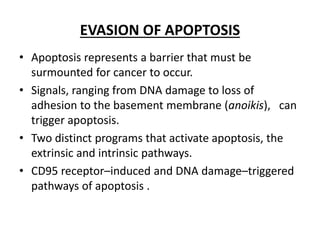 EVASION OF APOPTOSIS
• Apoptosis represents a barrier that must be
surmounted for cancer to occur.
• Signals, ranging from DNA damage to loss of
adhesion to the basement membrane (anoikis), can
trigger apoptosis.
• Two distinct programs that activate apoptosis, the
extrinsic and intrinsic pathways.
• CD95 receptor–induced and DNA damage–triggered
pathways of apoptosis .
 