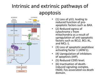 Intrinsic and extrinsic pathways of
apoptosis
• (1) Loss of p53, leading to
reduced function of pro-
apoptotic factors such as BAX.
• (2) Reduced egress of
cytochrome c from
mitochondria as a result of
upregulation of anti-apoptotic
factors such as BCL2, BCL-XL,
and MCL-1.
• (3) Loss of apoptotic peptidase
activating factor 1 (APAF1).
• (4) Upregulation of inhibitors
of apoptosis (IAP).
• (5) Reduced CD95 level.
• (6) Inactivation of death-
induced signaling complex.
FADD, Fas-associated via death
domain.
 