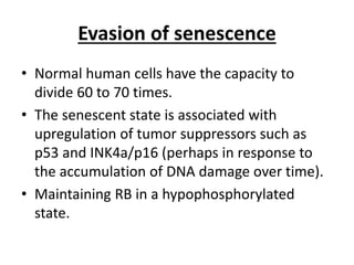 Evasion of senescence
• Normal human cells have the capacity to
divide 60 to 70 times.
• The senescent state is associated with
upregulation of tumor suppressors such as
p53 and INK4a/p16 (perhaps in response to
the accumulation of DNA damage over time).
• Maintaining RB in a hypophosphorylated
state.
 