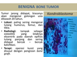 Tumor jarang didapat, biasanya
akan mengenai golongan usia
dibawah 20 tahun.
• Lokasi: paling sering mengenai
tulang humerus, femur, dan
tibia.
• Radiologi: tampak sebagai
osteolitik yang letaknya
eksentrik pada daerah epifisis
tulang panjang dan sering
didapat bercak – bercak
kalsifikasi.
• Terapi: operasi kuret yang
disusul dengan pengisian bone
graft.
BENIGNA BONE TUMOR
Kondroblastoma
 