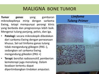 Tumor ganas yang gambaran
mikroskopiknya mirip dengan sarkoma
Ewing, tetapi mempunyai perangi klinis
yang berbeda dan prognosisnya lebih baik.
Mengenai tulang panjang, pelvis, dan iga.
• Patologi: secara mikroskopik dibedakan
dari sarkoma Ewing dengan perwanaan
khusus. Sel-sel limfoma ganas tulang
tidak mengandung glikogen (PAS -),
sedangkan sel sarkoma Ewing
mengandung glikoden (PAS +)
• Terapi: bersifat radiosensitif, pemberian
kemoterapi juga menolong. Dalam
keadaan tertentu dapat
dipertimbangkan tindakan amputasi.
MALIGNA BONE TUMOR
Limfoma
Tulang Primer
 