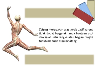 Tulang merupakan alat gerak pasif karena
tidak dapat bergerak tanpa bantuan otot
dan salah satu rangka atau bagian rangka
tubuh manusia atau binatang.
 