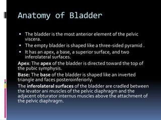 Anatomy of Bladder 
 The bladder is the most anterior element of the pelvic 
viscera. 
 The empty bladder is shaped like a three-sided pyramid . 
 It has an apex, a base, a superior surface, and two 
inferolateral surfaces. 
Apex: The apex of the bladder is directed toward the top of 
the pubic symphysis. 
Base: The base of the bladder is shaped like an inverted 
triangle and faces posteroinferiorly. 
The inferolateral surfaces of the bladder are cradled between 
the levator ani muscles of the pelvic diaphragm and the 
adjacent obturator internus muscles above the attachment of 
the pelvic diaphragm. 
 