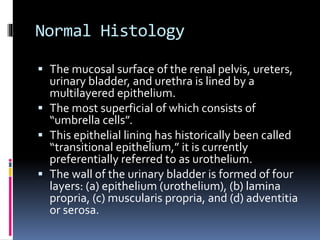 Normal Histology 
 The mucosal surface of the renal pelvis, ureters, 
urinary bladder, and urethra is lined by a 
multilayered epithelium. 
 The most superficial of which consists of 
“umbrella cells”. 
 This epithelial lining has historically been called 
“transitional epithelium,” it is currently 
preferentially referred to as urothelium. 
 The wall of the urinary bladder is formed of four 
layers: (a) epithelium (urothelium), (b) lamina 
propria, (c) muscularis propria, and (d) adventitia 
or serosa. 
 