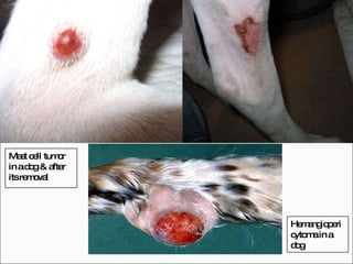 Mast cell tumor in a dog & after its removal Hemangiopericytoma in a dog  