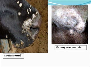 Mammary tumor in a bitch warts/pappiloma’s 